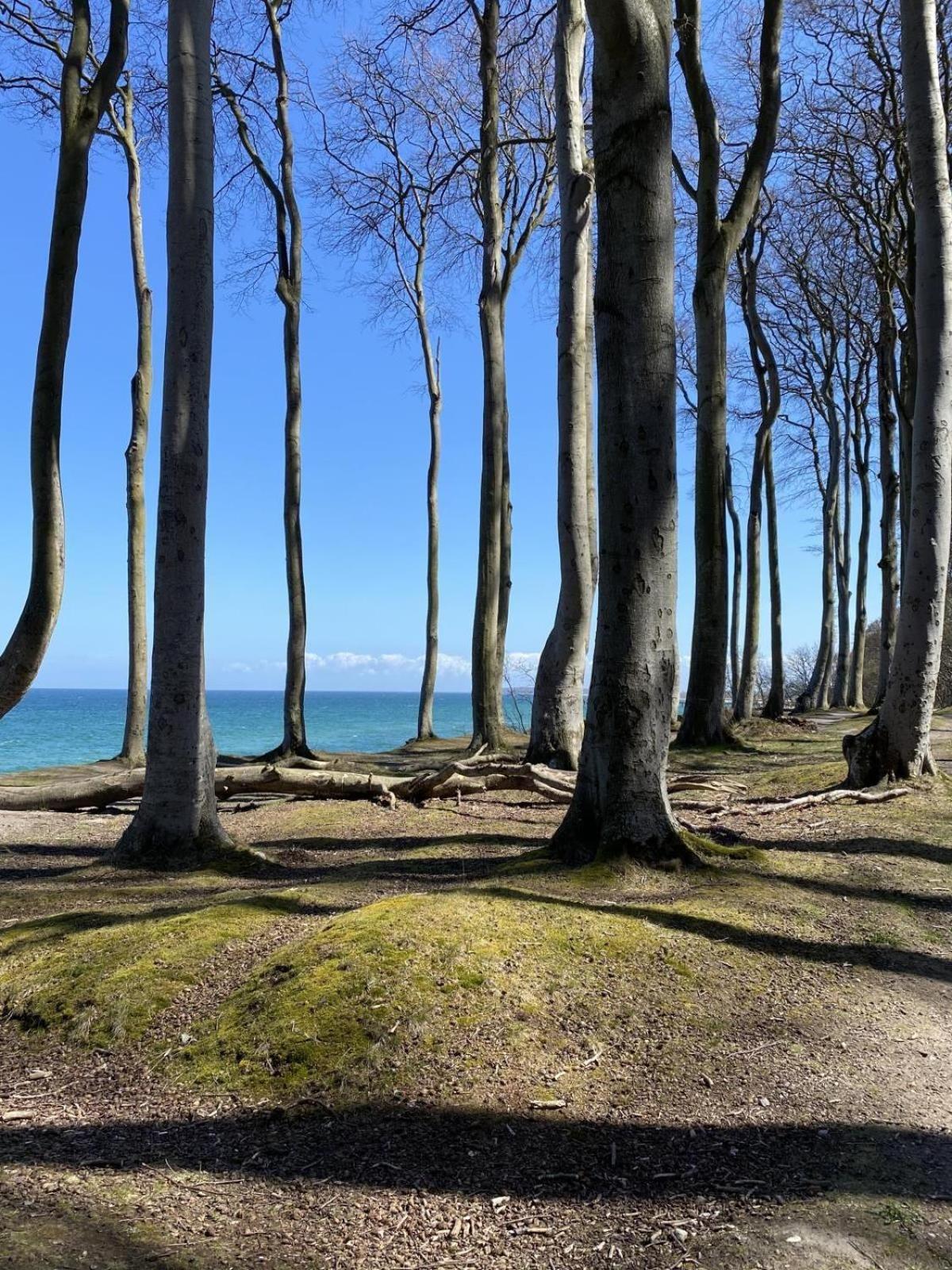 Residenz-Strandstrasse-14-Wohnung-16 Ostseebad Kühlungsborn エクステリア 写真
